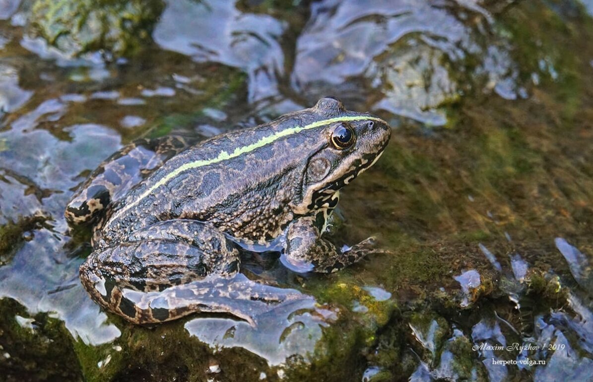 Окраска озерных лягушек (Pelophylax ridibundus) | Природа в объективе | Дзен