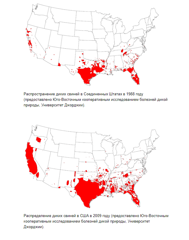 Свиньи в сша