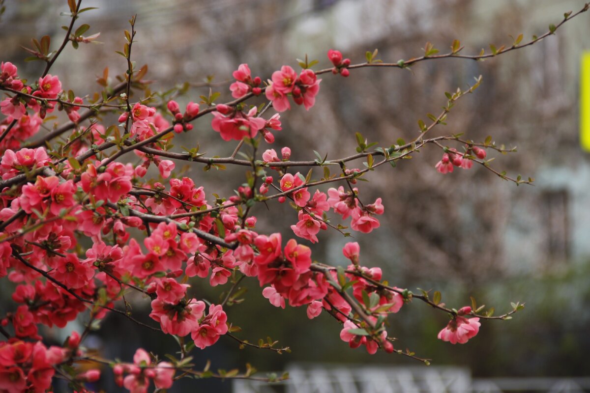 Хурма японская в Краснодаре