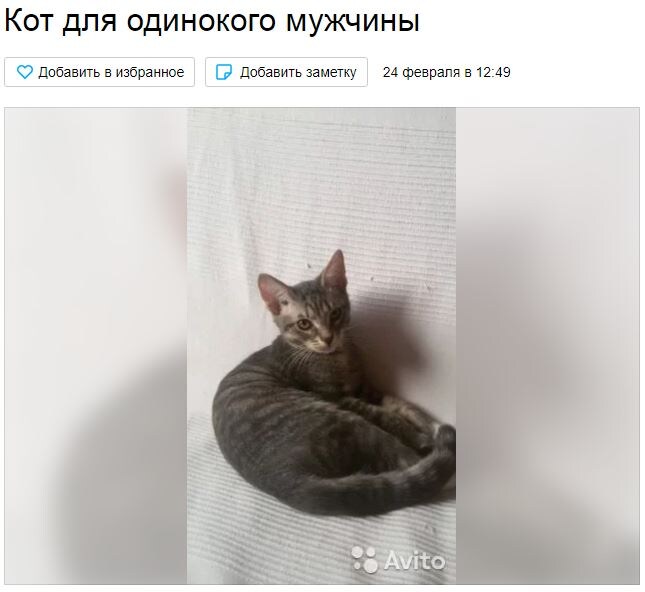 Скриншот объявления с сайта "Авито". Объявление размещено пользователем "Глафира".