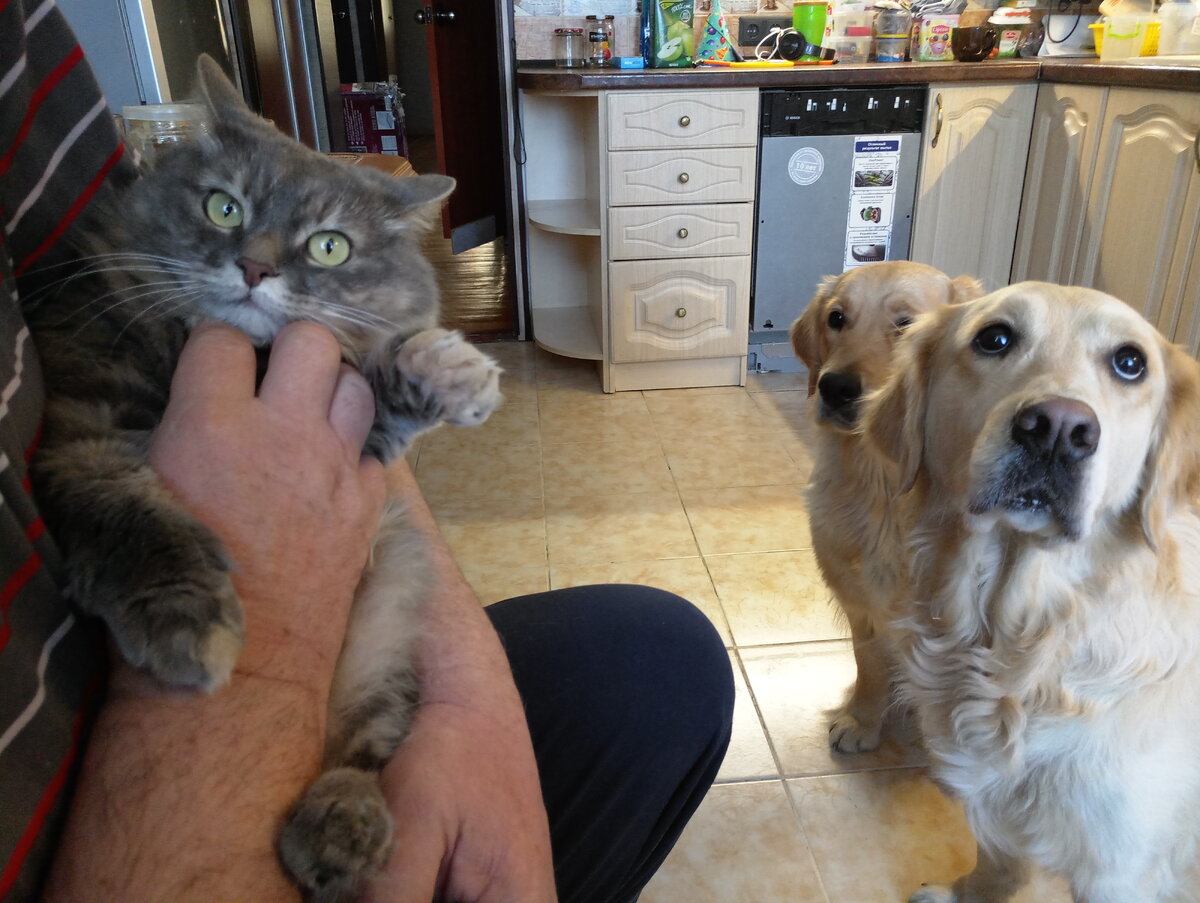 Одна кошка на всю ораву