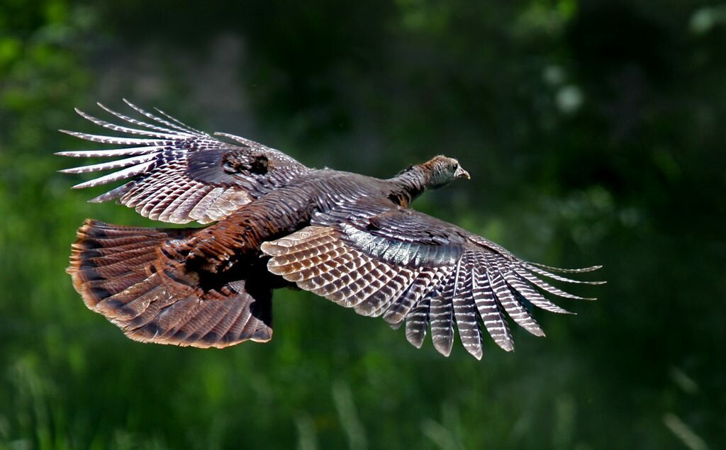 Индейка в полете
