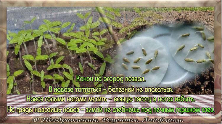 Иллюстрации в статье созданы автором канала: Поздравления. Рецепты. Лайфхаки.