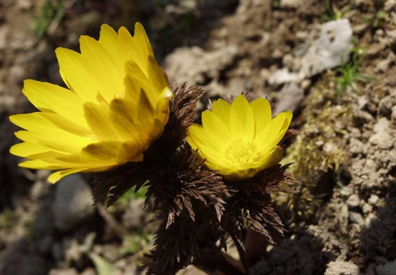 Адонис Амурский Adonis amurensis