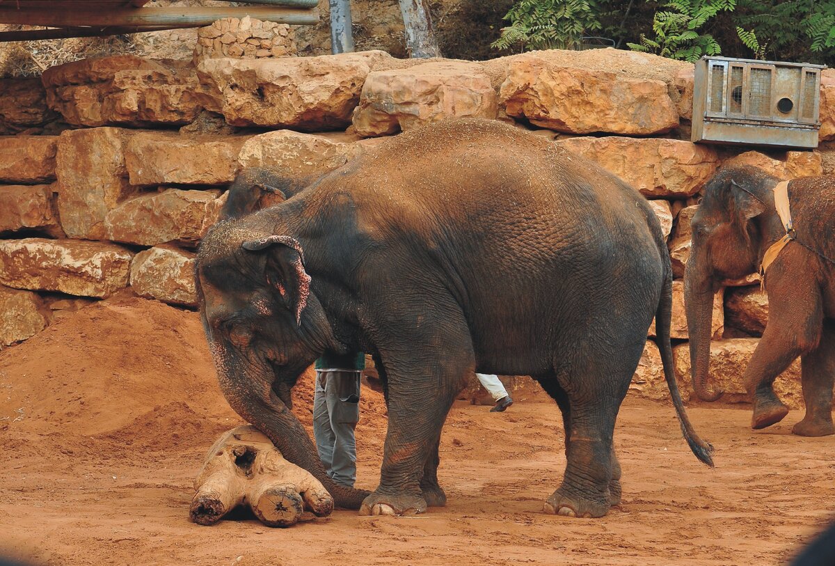 Жители зоопарка