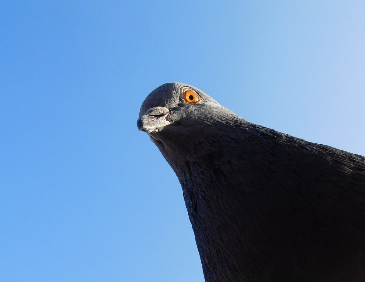 https://www.canva.com/photos/MADQ4-HPR0k-close-up-of-dove-on-a-sunny-day/ Фотограф: AngelikaGraczyk--2045195