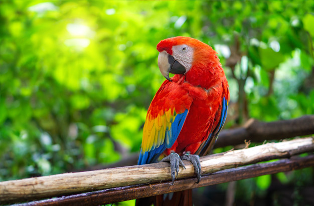 https://ru.freepik.com/premium-photo/red-macaw-parrot-is-sticking-on-branches_5636514.htm#page=1&query=%D0%BF%D0%BE%D0%BF%D1%83%D0%B3%D0%B0%D0%B9&position=25