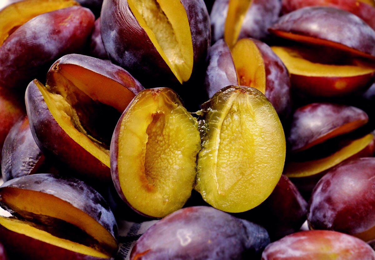 Несмотря на то, что прародители этой культуры могут прекрасно расти и в диком виде, слива же нет.