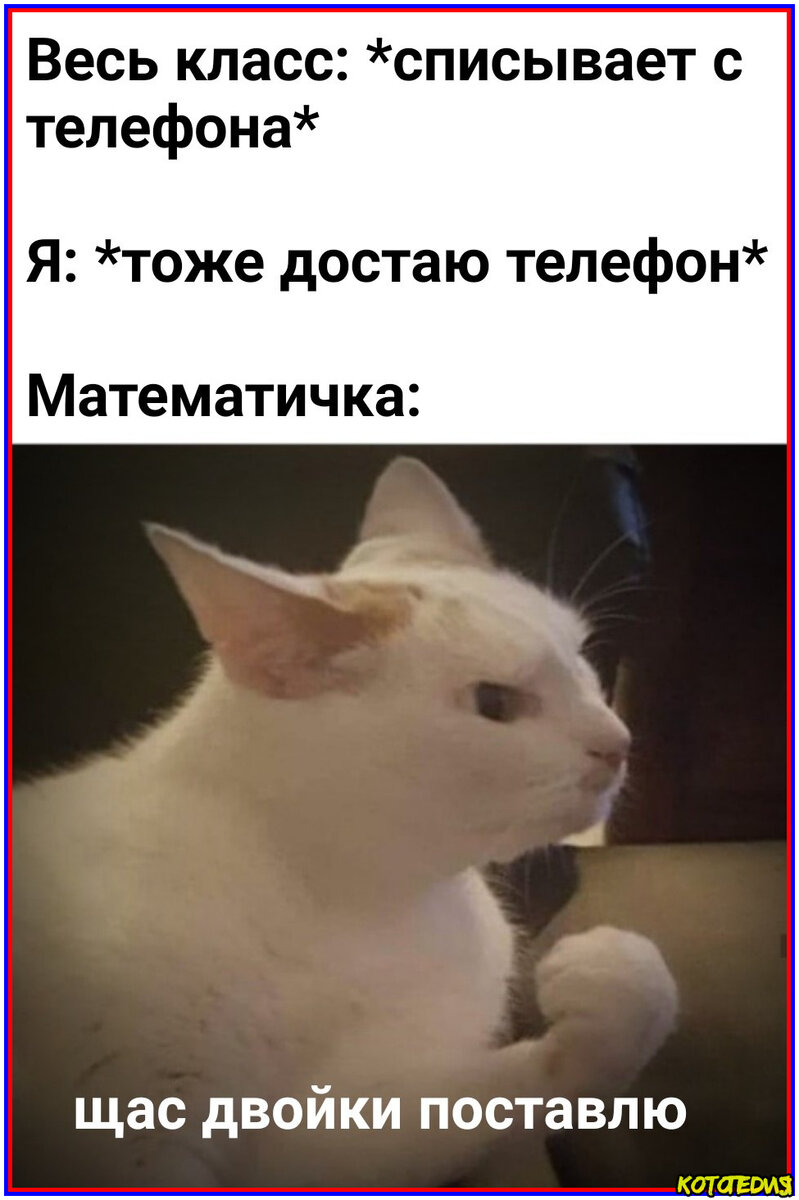 Мемы про кота