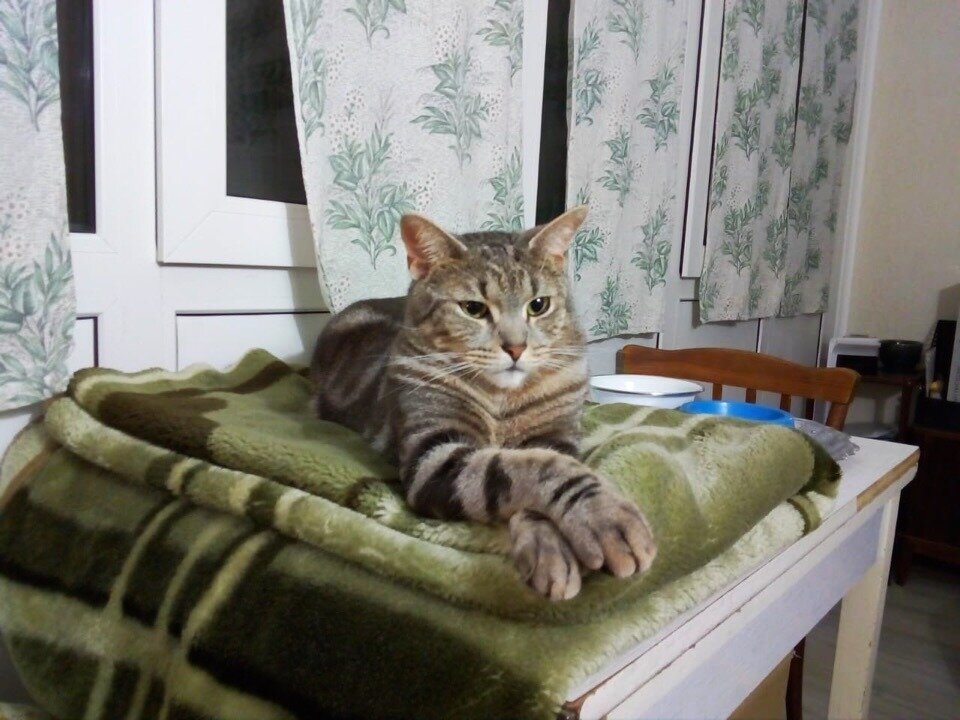 Котик Скай, который уехал из приюта домой 9 февраля 2019 года, обрёл своё личное счастье лишь со второго раза: до этого Ская уже забирали домой, но спустя время вернули  в приют. Официальная причина возврата – промахи мимо лотка, ночные игры и вообще, он очень активный. 