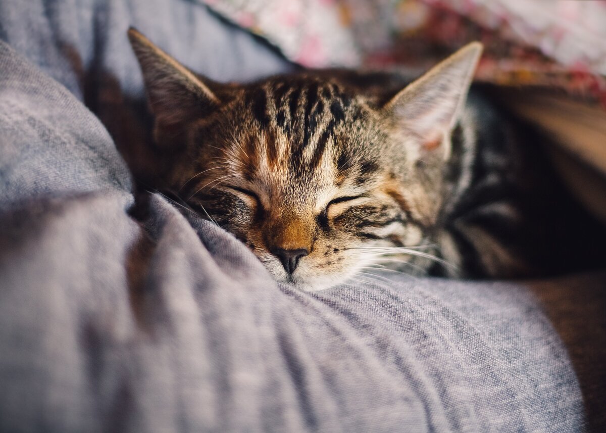 https://pixabay.com/