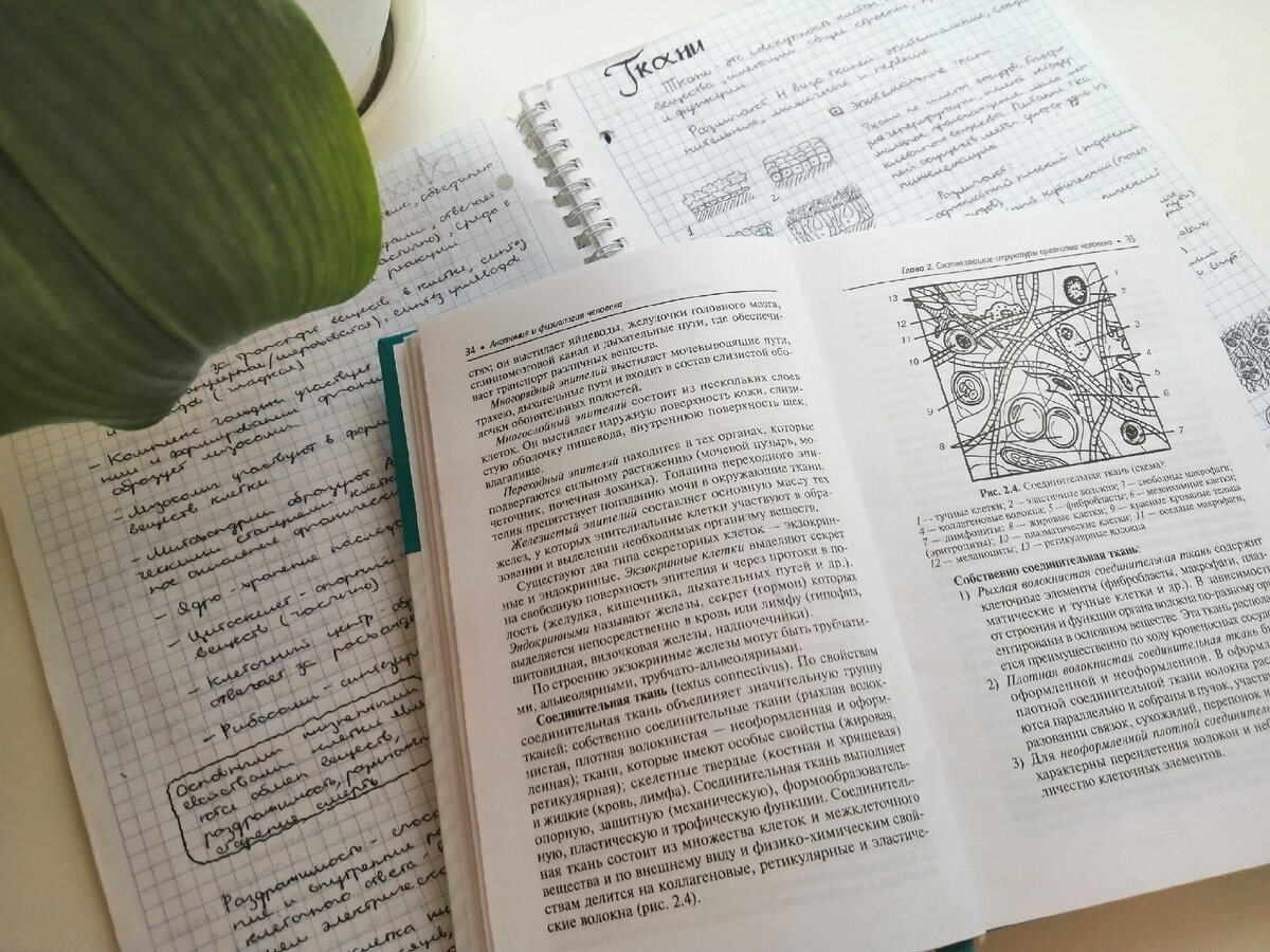 Освежаю в голове анатомию перед началом учебы в медицинском университете) На заднем плане можно увидеть мою тетрадь по анатомии, по которой я готовилась.