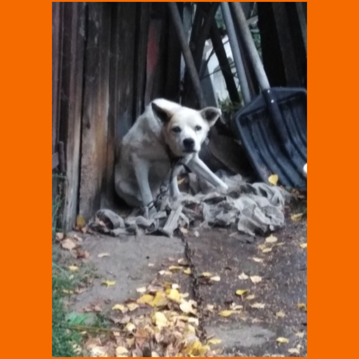 Песик  преклонного возраста