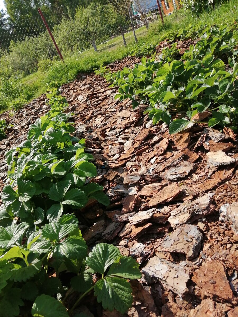 грядки с клубникой под мульчой