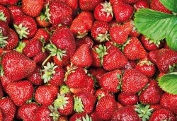 ШАГ 1:
Клубнику для вина необходимо отобрать любую спелую, но обязательно не подвяленную или подгнившую.