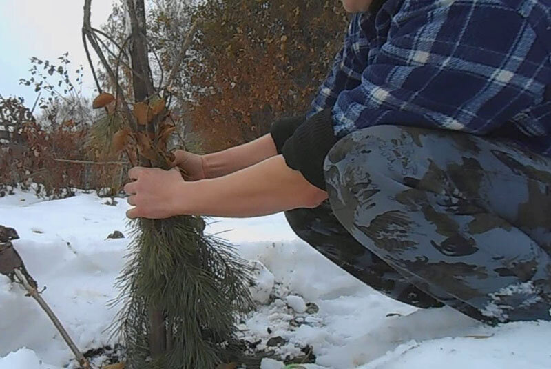 Размышляем осенью, как защитить деревья от зайцев зимой