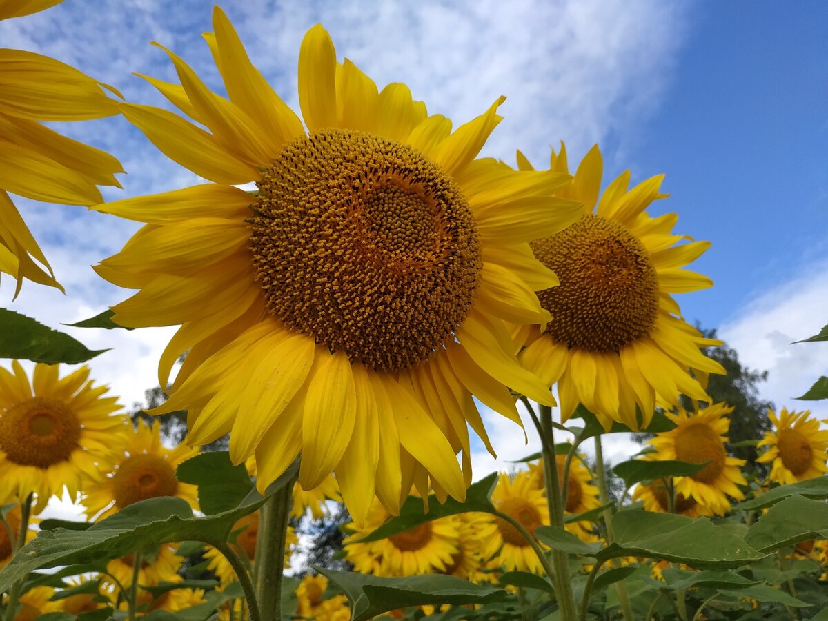 В Тульской области много не только истории,но и красоты ландшафтов тоже хватает.