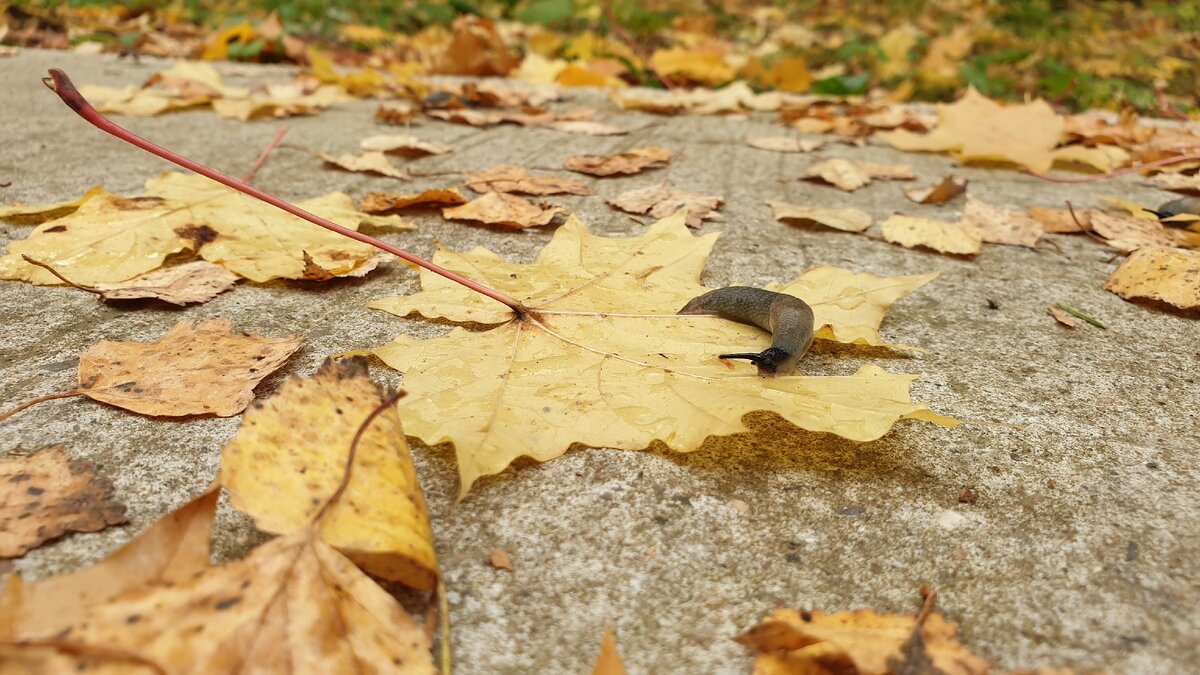 Фото автора.