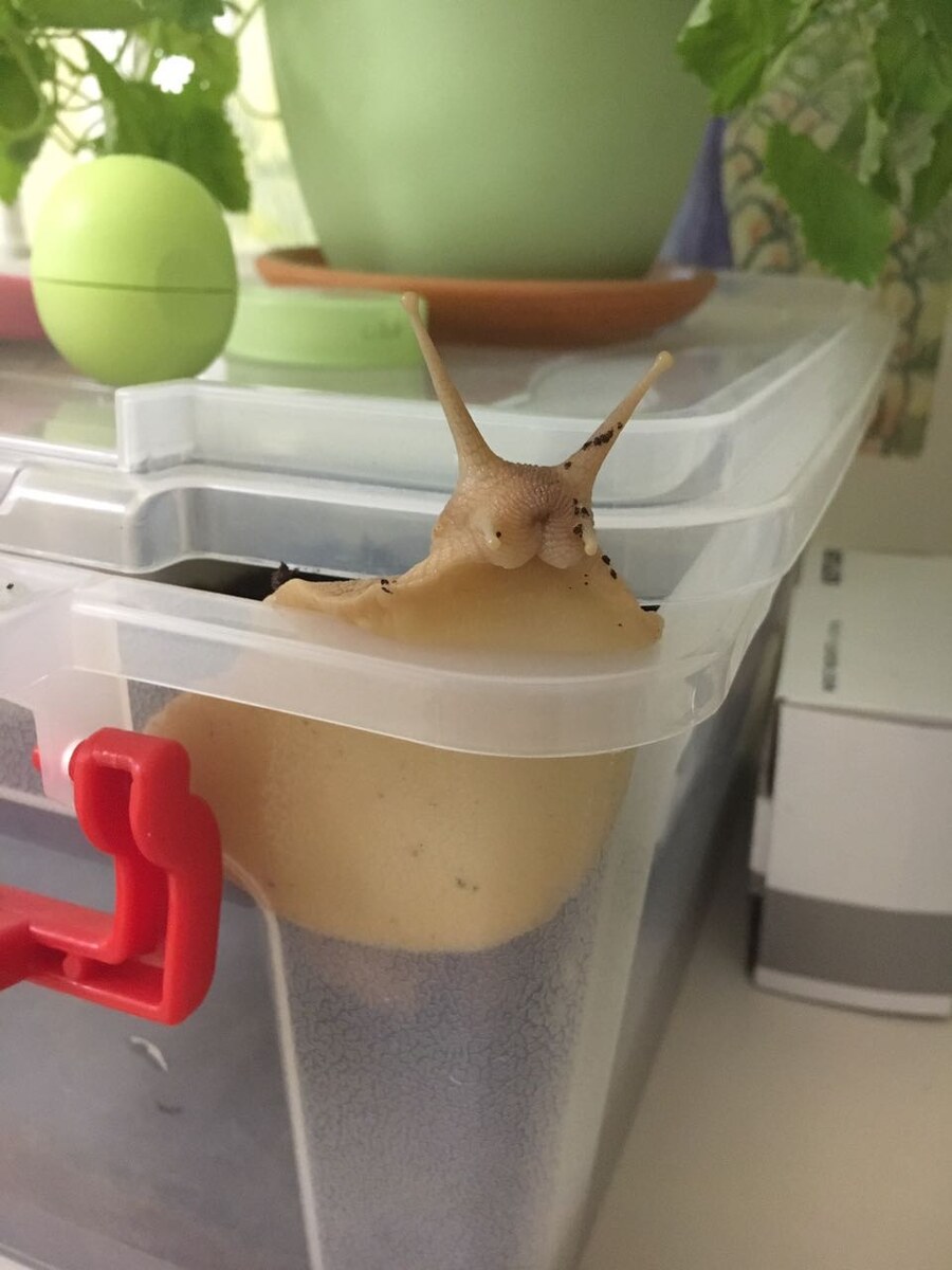 Молодая Морковка