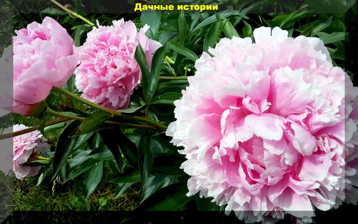 https://vk.com/photo-159774511_457245410