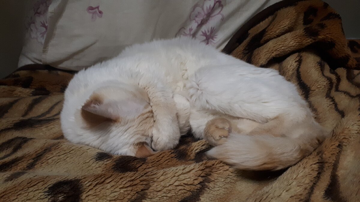 Умер... совсем умер!