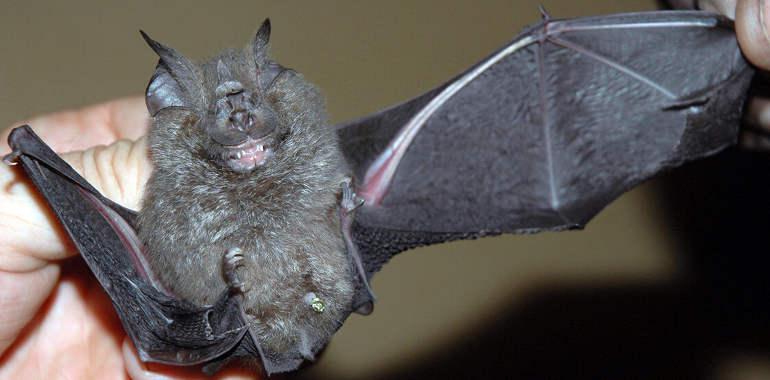 Подковонос