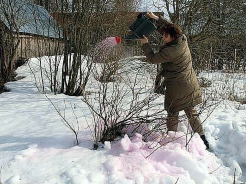 Когда уже можно будет пролить смородину кипятком?