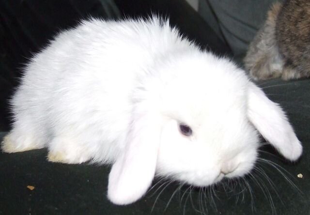 Это моя любимая заинька. Обожаю белых кроликов с голубыми глазами. Фото моё
