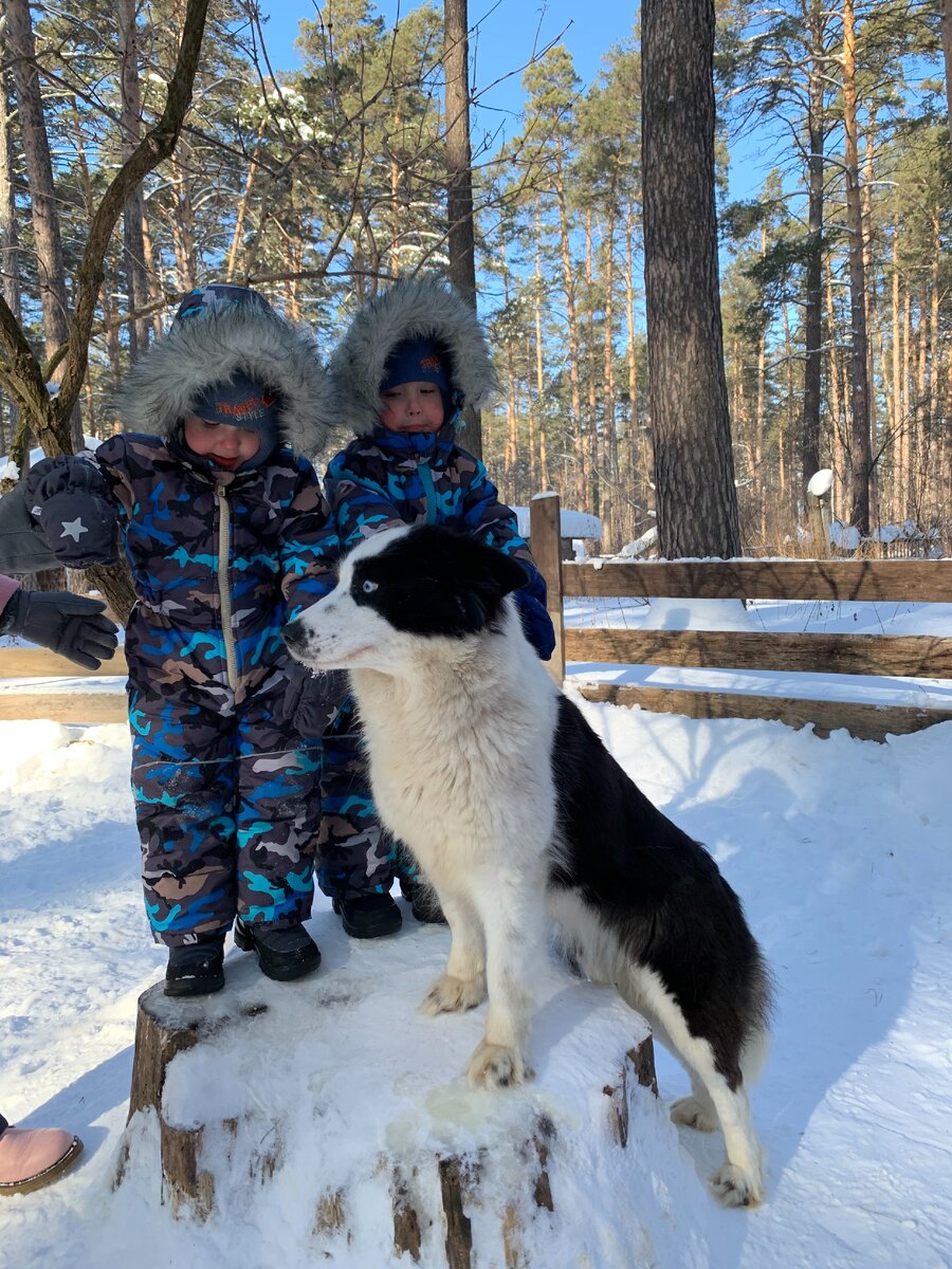 Миша и Гриша с лайками