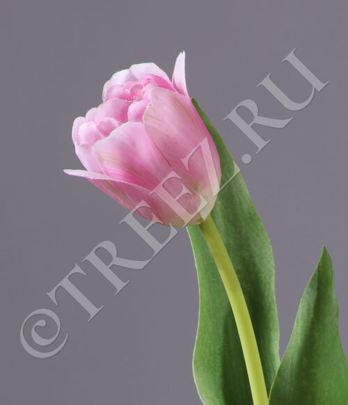 Искусственные тюльпаны Treez Collection