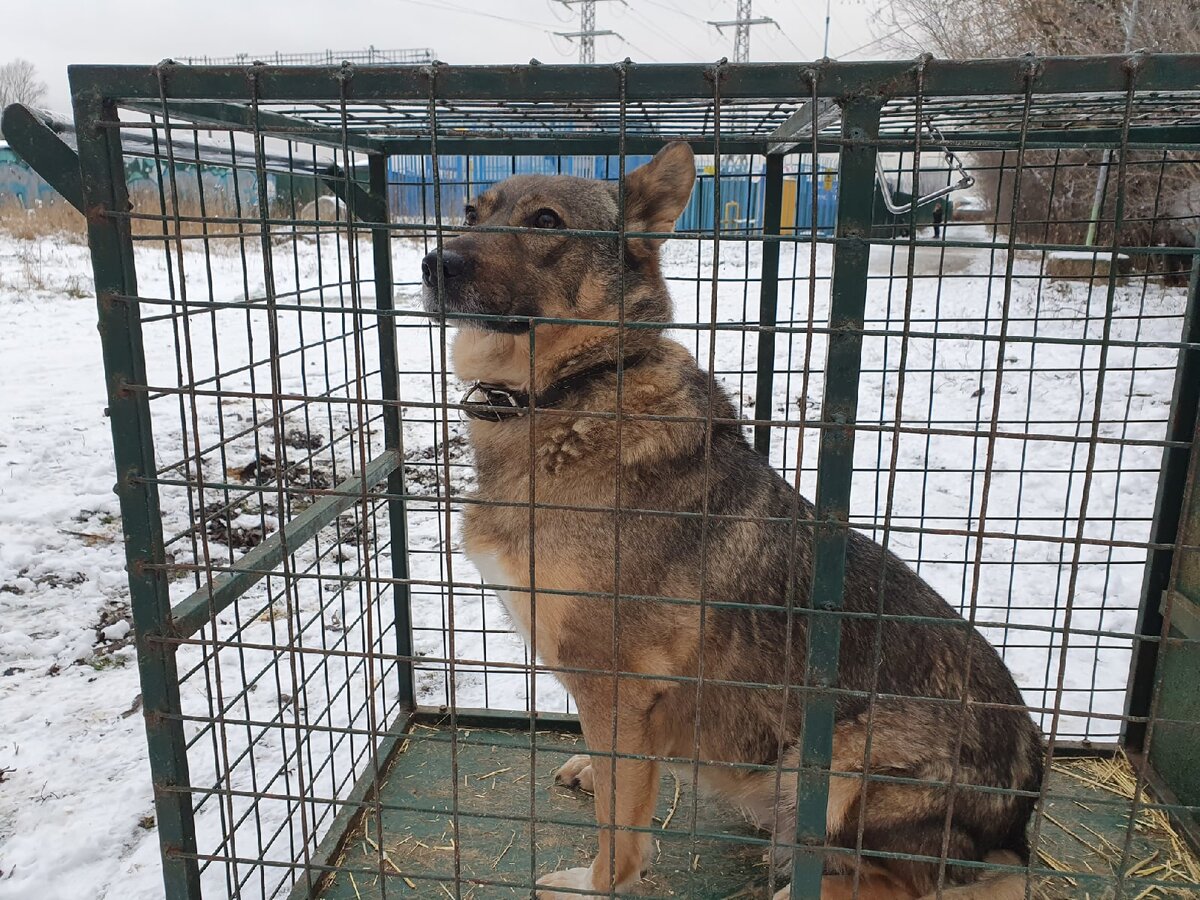 Секта свидетелей собачек в клетках на колёсиках