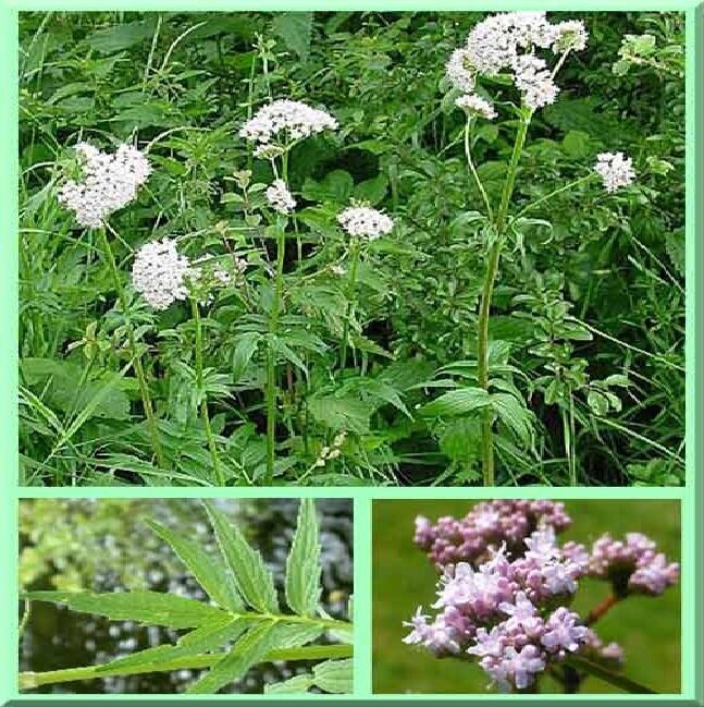 Героиня статьи-валерьяна