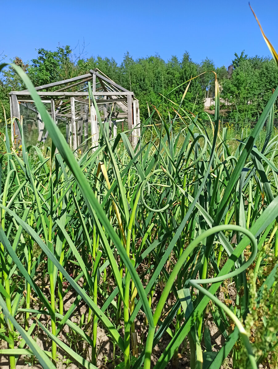 Закрутились в кольцо