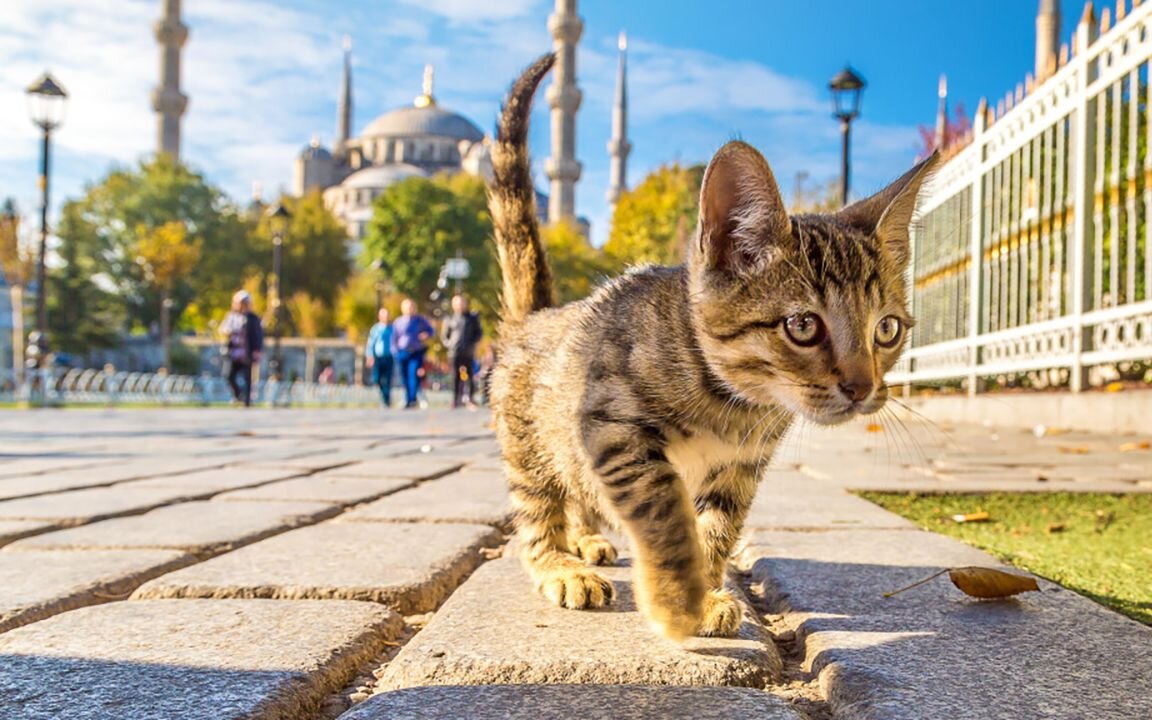 Город кошек читать. Кошки в Стамбуле. Кошачий город. Город котов. Котик в городе.