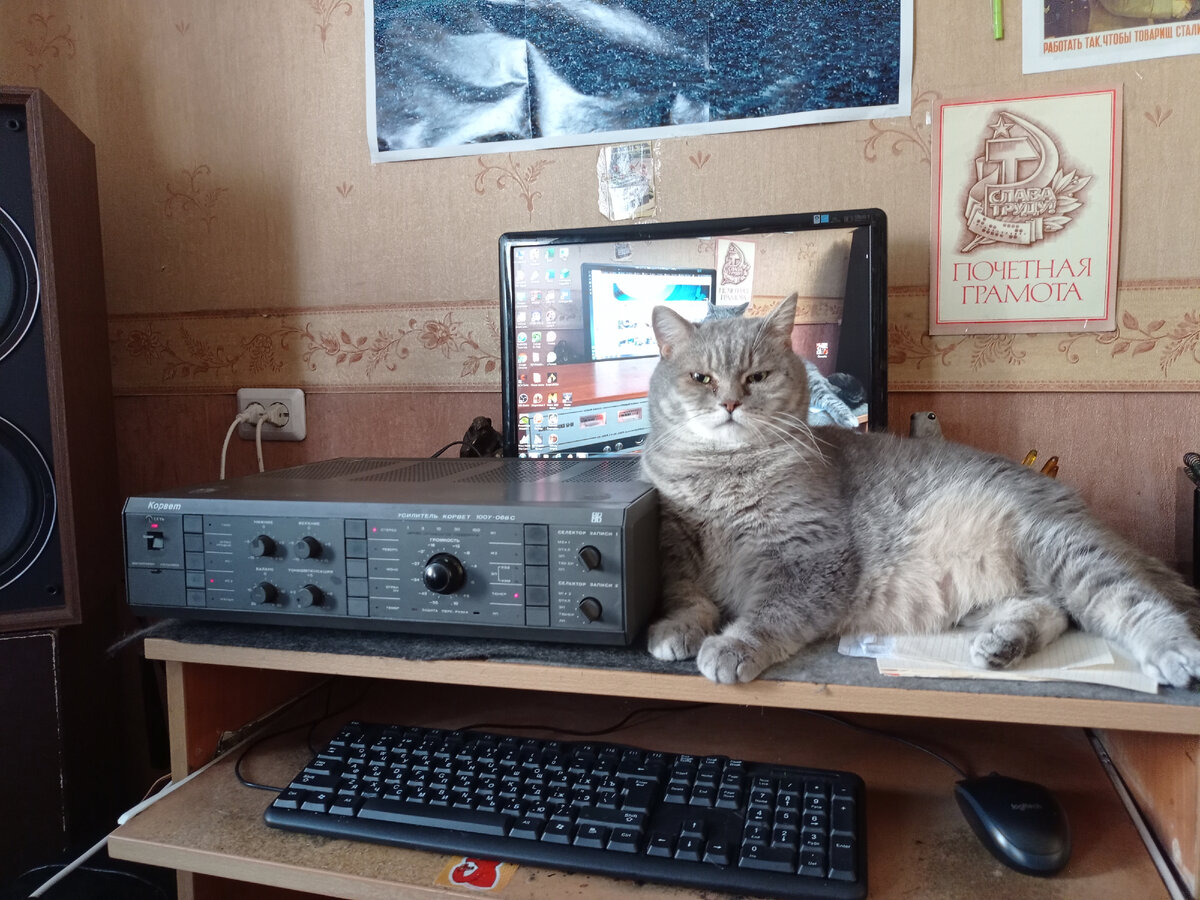 Василич главный помощник