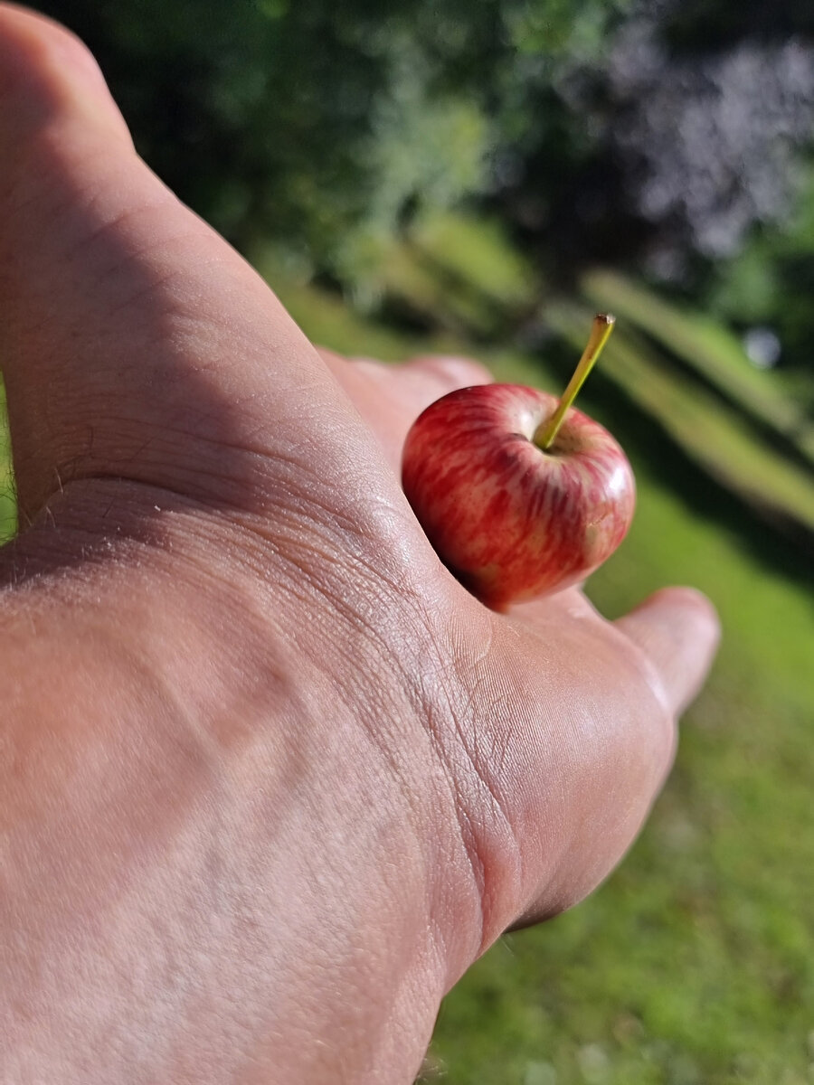 Сколько всего в таком маленьком фрукте