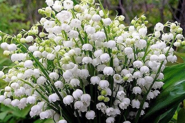 Не позволяйте вашим детям пробовать какие-либо ягоды без вашего разрешения.