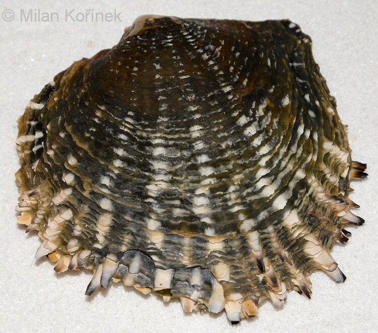 Раковина Pinctada margaritifera. 
