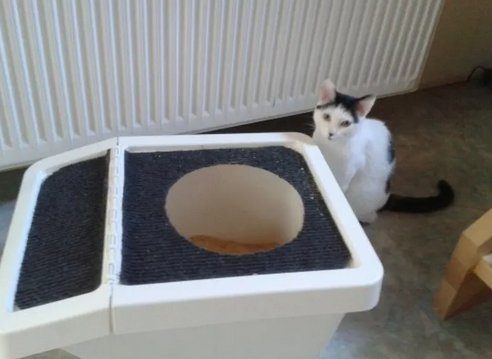 Как выбрать туалет-домик для кошки?