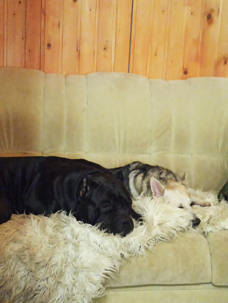 Мои будильники