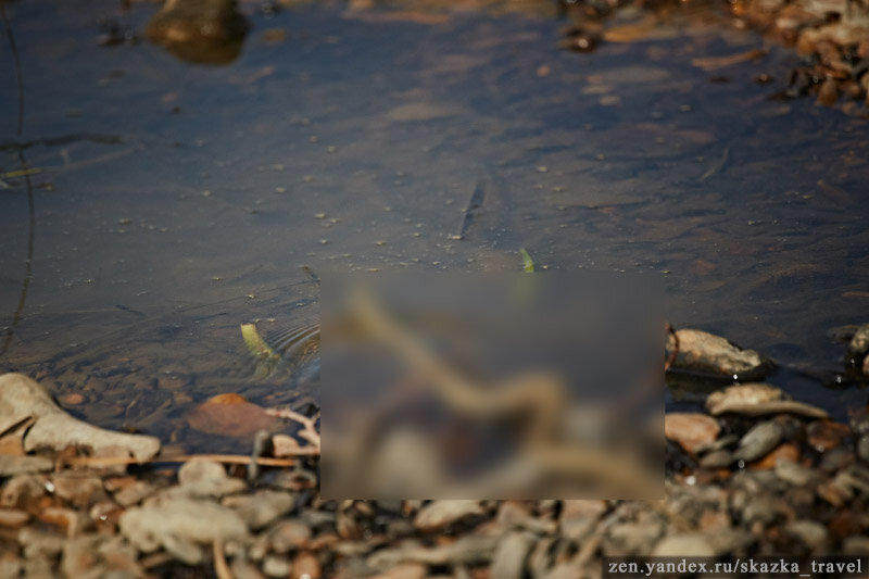 Змей показывать нельзя оказывается тут