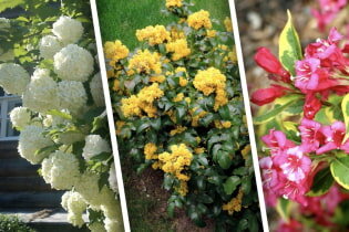 7 самых важных правил использования монтажной пены, о которых забывают многие профи7 дешевых кустарников, которые выглядят красивее роз