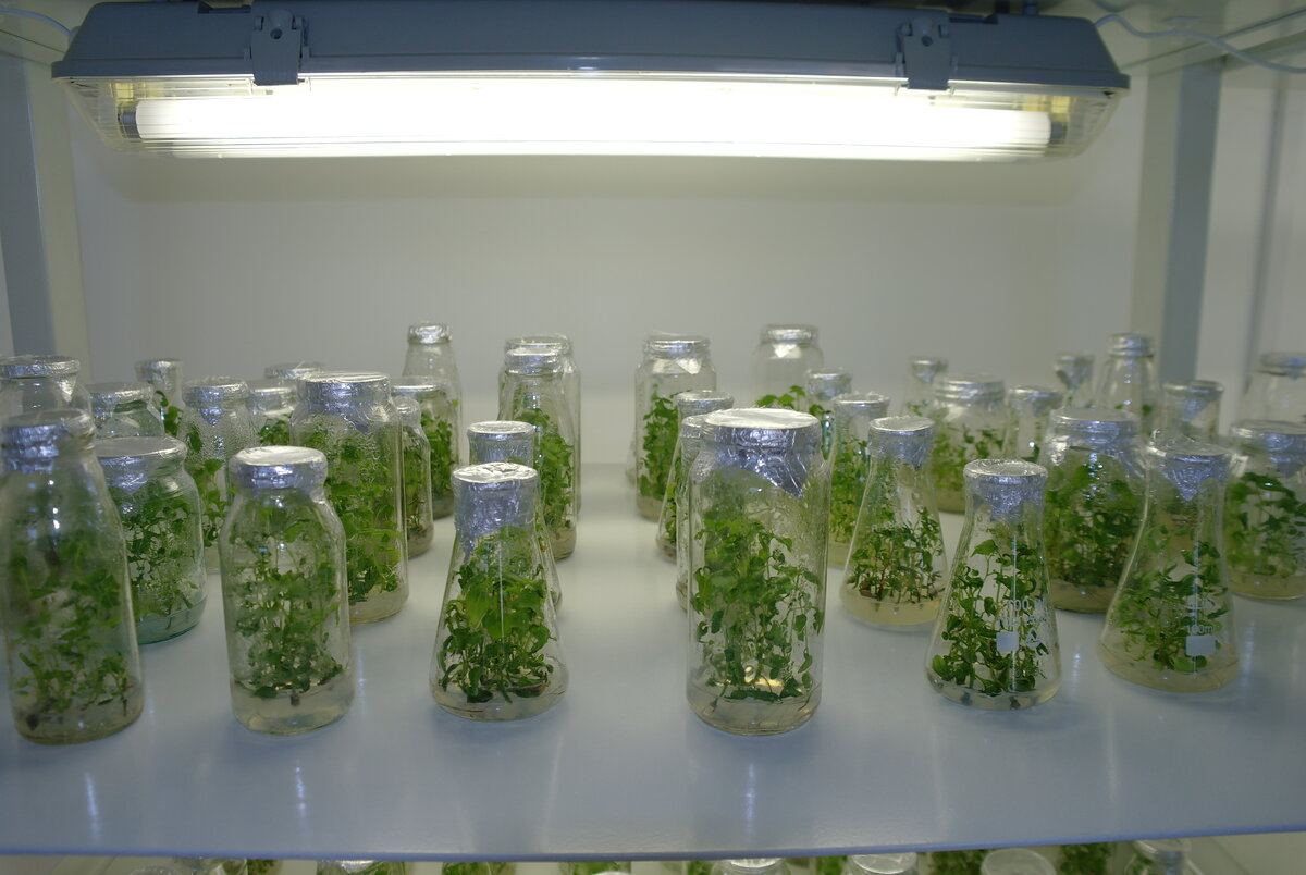 Триплоидная осина в культуре in vitro