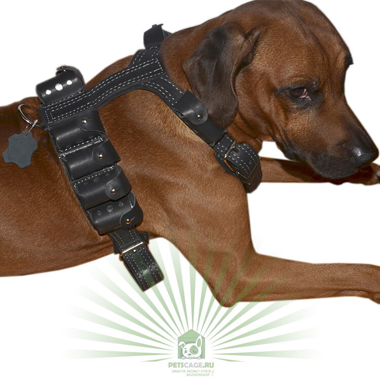 Как выбрать шлейку для питомца: подробное руководство и советы