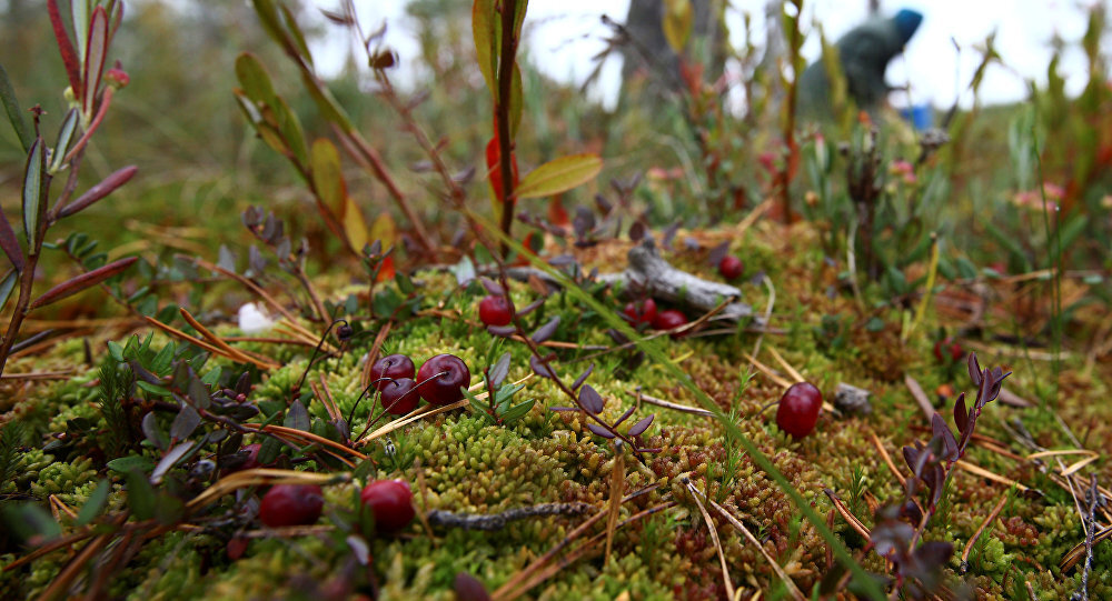 Яндекс.Картинки
