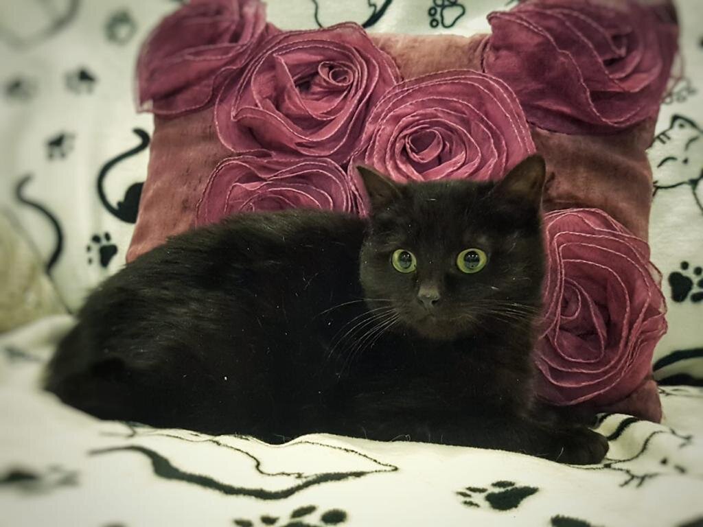 Малышка-котенок Мамба. Около 3 месяцев, здорова, привита первой прививкой. Замечательная крошка. 89031148845 Ирина. (Московская область Ногинский район)