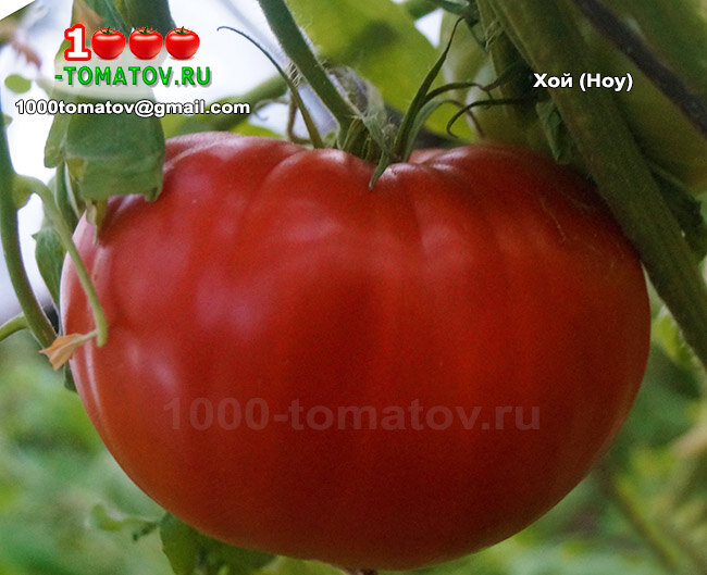 Томат Хой - Hoy фото 1