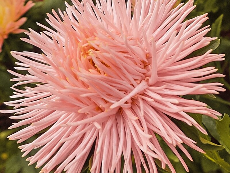               =   ЛИСТАТЬ   =