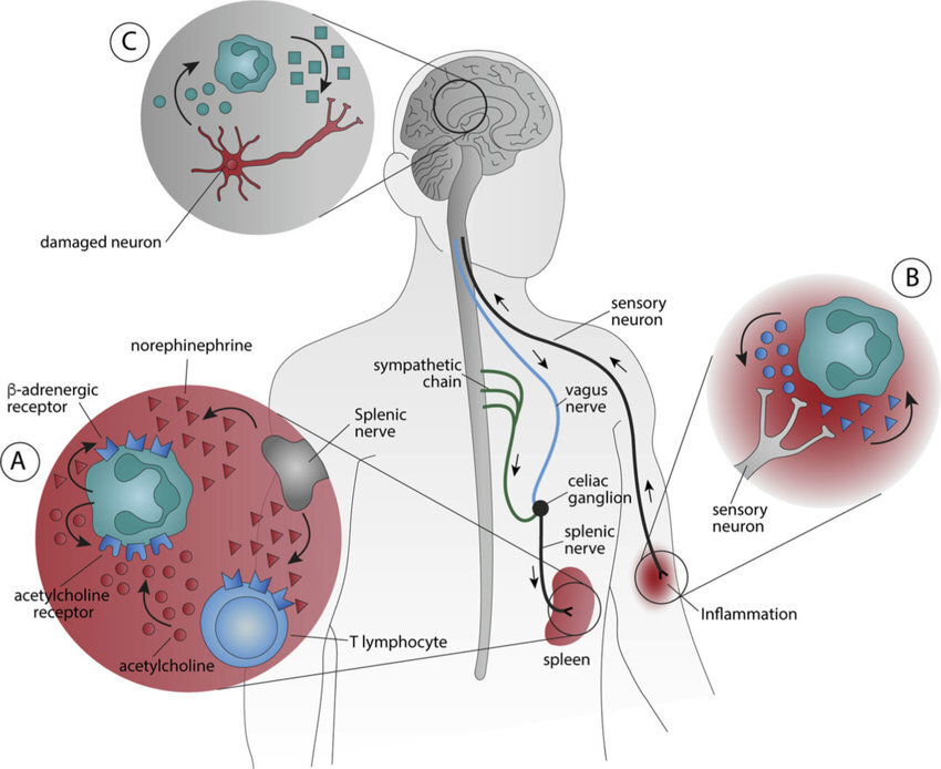 Нейро-иммунные взаимодействия нейтрофилов. (А) Нейтрофилы способствуют нейрональной регуляции иммунной системы. Нейротрансмиттеры, продуцируемые либо нейрональными путями (такими как норадреналин, продуцируемый селезеночным нервом), либо иммунными клетками (ацетилхолин, продуцируемый Т-лимфоцитами), модулируют активность нейтрофилов и выработку вторичных мессенджеров, которые, в свою очередь, регулируют как нейроны, так и иммунные клетки (включая нейтрофилы по аутокринному механизму). (B) Нейтрофилы также модулируют нейронные сенсорные сигналы, производя нейротрансмиттеры для регулирования активации, сенсибилизации и поддержания сенсорных нейронов, наблюдаемых при боли. Сенсорные нейроны также могут модулировать нейтрофилы, ингибируя их микробицидные функции, высвобождая нейропептиды. (C) Нейтрофилы также могут пересекать гематоэнцефалический барьер (ГЭБ) и высвобождать цитотоксические и воспалительные факторы, которые вызывают повреждение нейронов в центральной нервной системе и способствуют неврологическим и нейродегенеративным расстройствам.