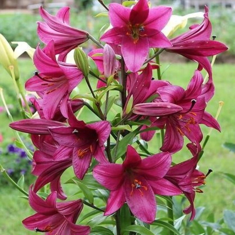 ОТ-Гибрид . Высота 1 м 80 см.